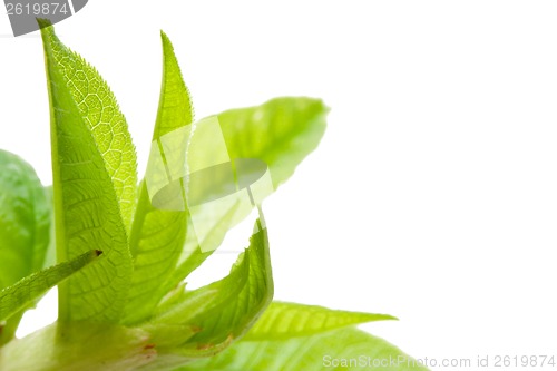 Image of Tree branch in spring