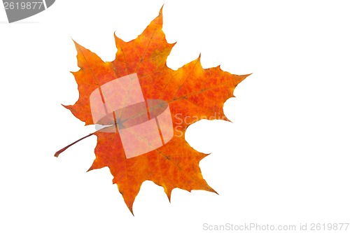 Image of Maple leaf