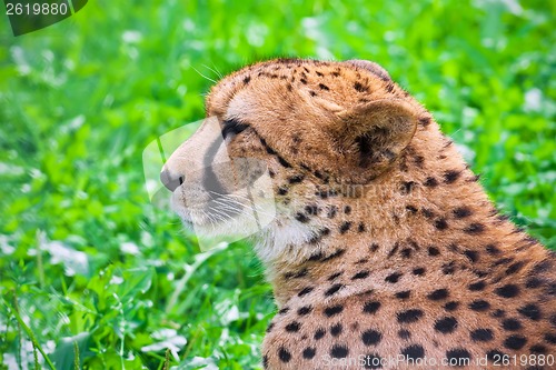 Image of Cheetah