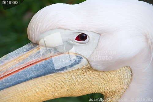 Image of Pelican