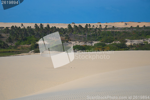 Image of Dune and coconut trees in Brazil