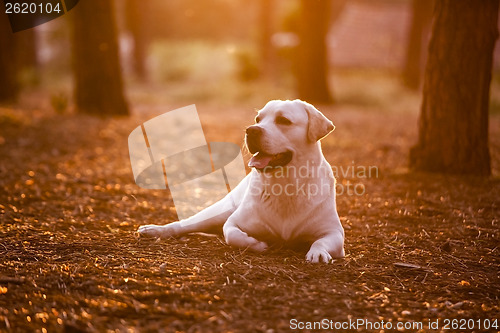Image of Lying on a pinewood