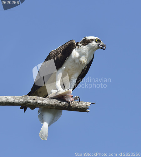 Image of Osprey Feeding On Fish