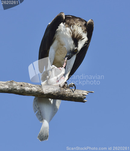 Image of Osprey Feeding On Fish