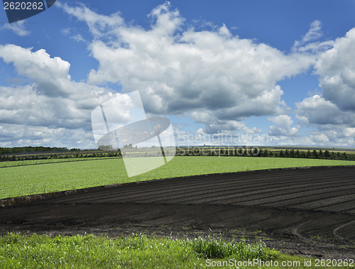 Image of Planted Field 