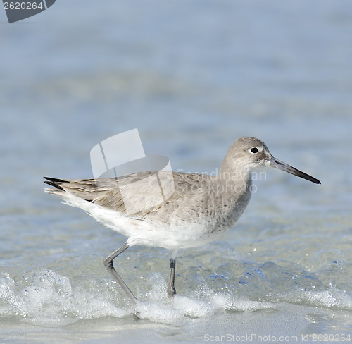 Image of Willet Bird