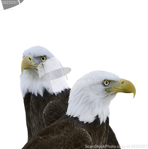 Image of  American Bald Eagles