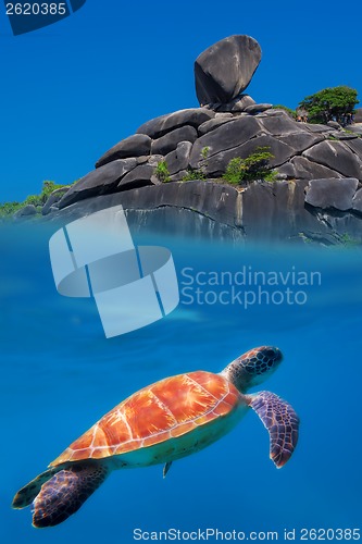 Image of Green Turtle at Similan Islands