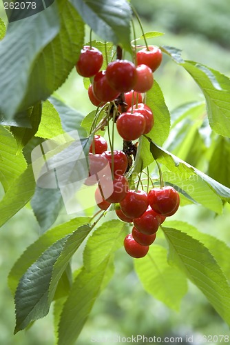 Image of cherry