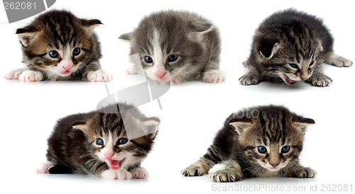 Image of kitten