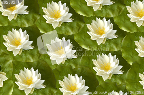 Image of lotus