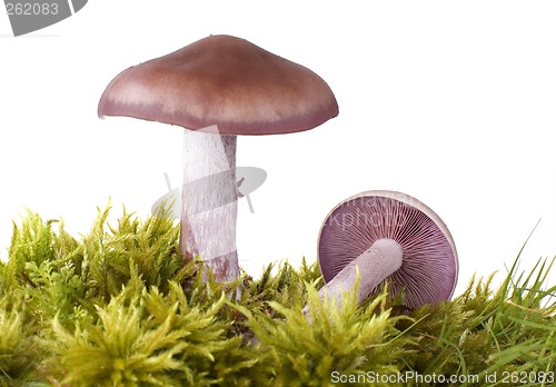 Image of mushroom