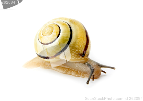 Image of snail