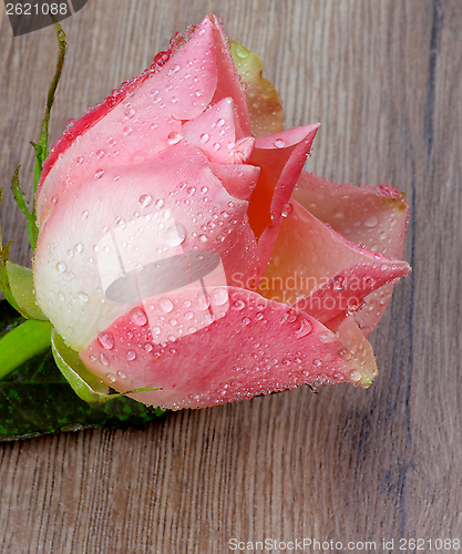 Image of Pink Rose