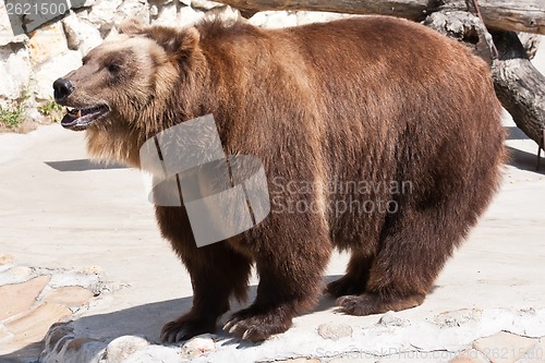 Image of Bear