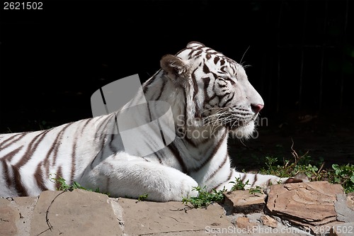 Image of White Tiger