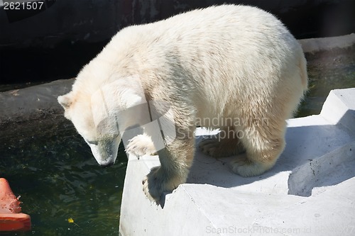 Image of Polar bear