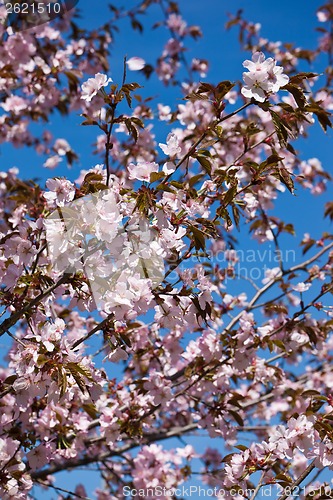 Image of Cherry blossom