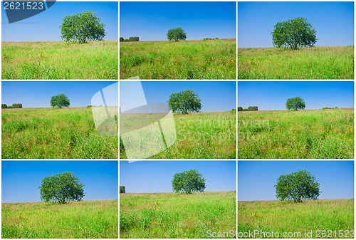 Image of Tree and field