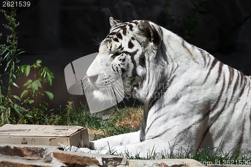 Image of White Tiger