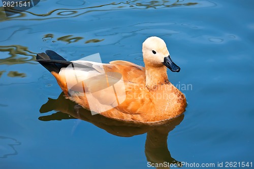 Image of Ruddy Shelduck