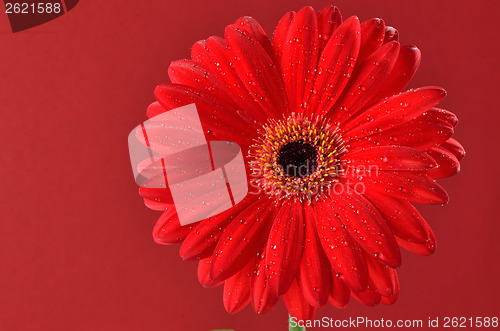 Image of red daisy