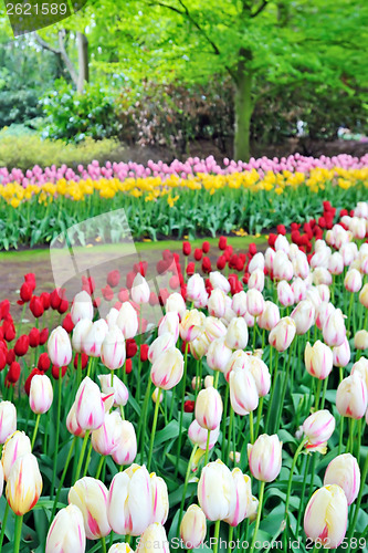 Image of tulips field in different colors