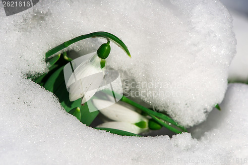 Image of Snowdrop flower in a snow