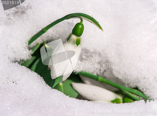 Image of Snowdrop flower in a snow