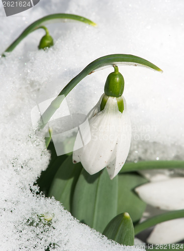 Image of Snowdrop flower in a snow