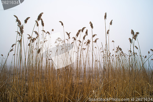 Image of Bulrush on blue sky background