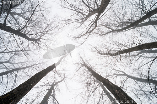 Image of Big Trees in fog
