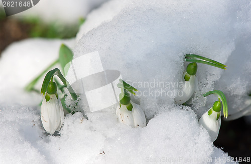 Image of Snowdrop flower in a snow