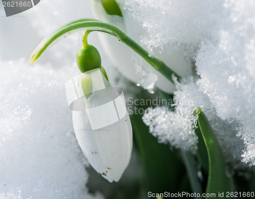 Image of Snowdrop flower in a snow