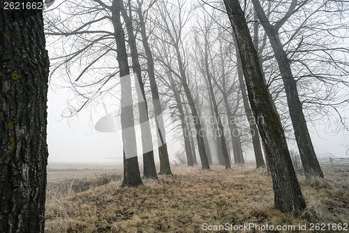 Image of Big Trees in fog