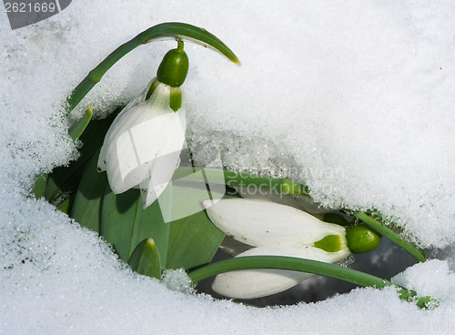 Image of Snowdrop flower in a snow