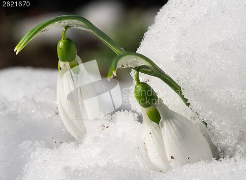 Image of Snowdrop flower in a snow