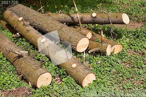 Image of Pile of pine logs on green grass