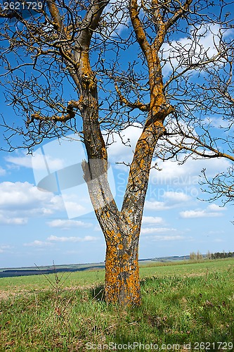 Image of Old tree walnut in springtime