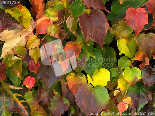 Image of Autumn leaves background