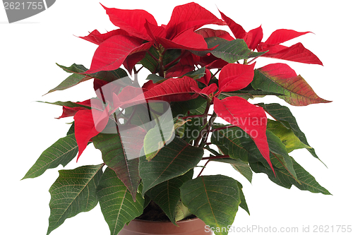 Image of Christmas Star Flower, Poinsettia