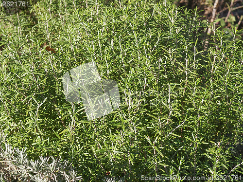 Image of Rosemary plant