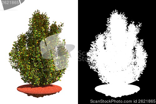 Image of Fading Bush with Detail Raster Mask.