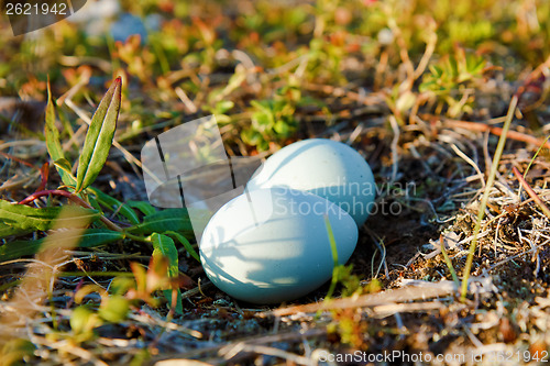 Image of blue eggs in the wild