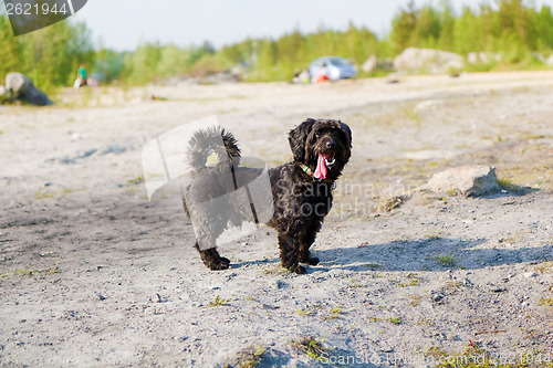 Image of Mixed Breed dog for a walk