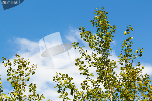 Image of aspen branches. summer