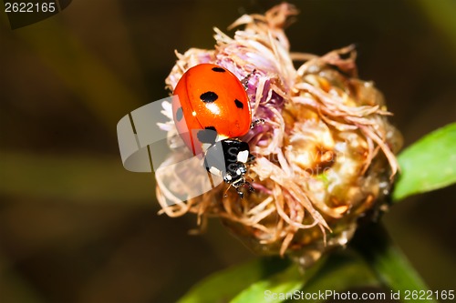 Image of Ladybird