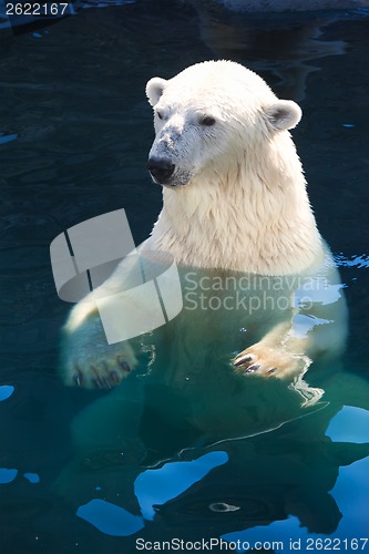 Image of Polar bear