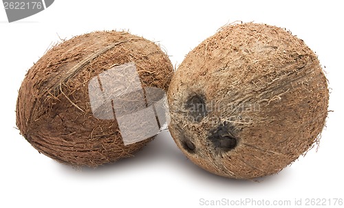 Image of Coconut