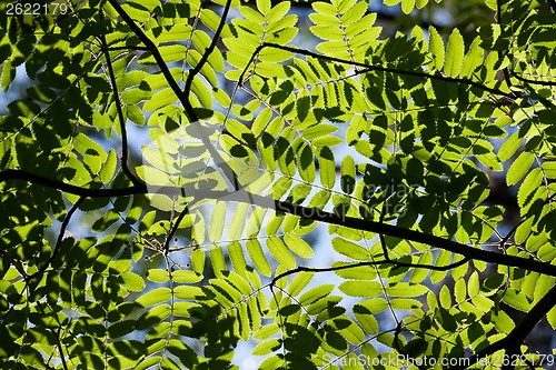 Image of Leaves background